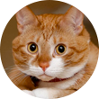 эпизодический